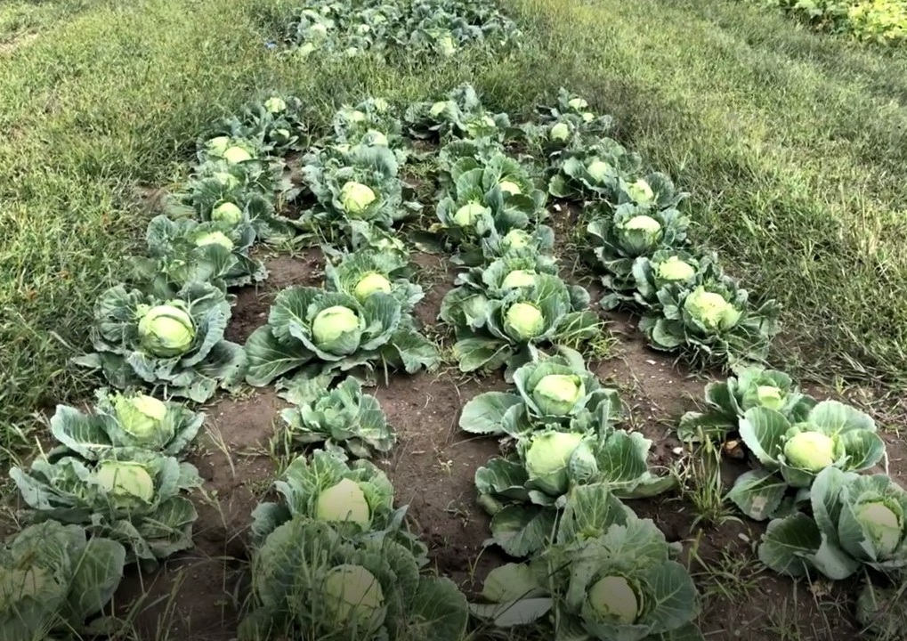 Cabbage field validation